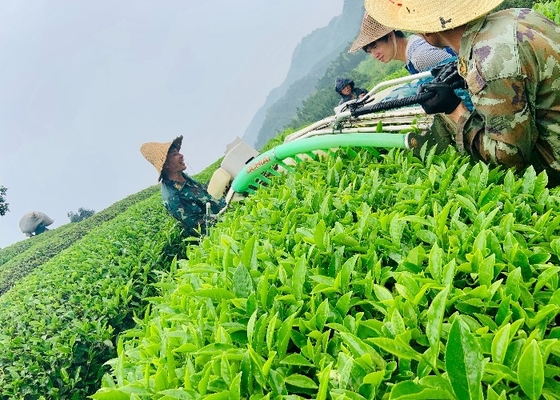 El té blanco de Anji, recogido por primera vez en la primavera en variedad marrón oscuro, promueve una mejor digestión.