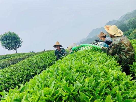 Tiempo de preparación 2-3 minutos - Feibai Anji Té Blanco Té de maceta pequeña para el control del estrés