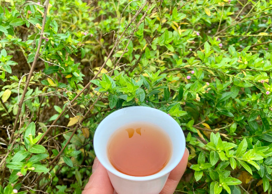 Embárcate en un viaje más saludable con un tiempo de preparación de 3-5 minutos Alternativa saludable al té